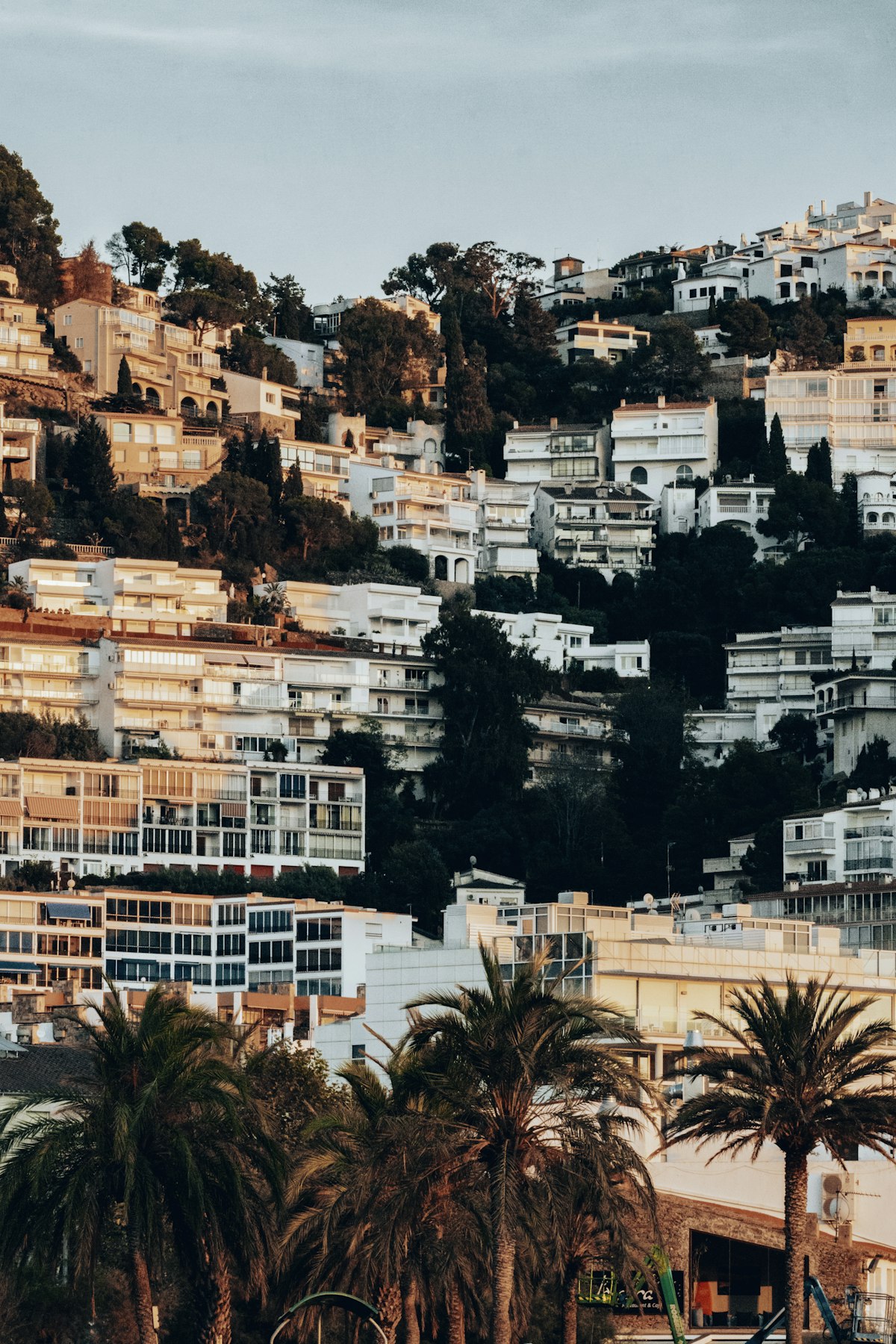 City waterfront with palms
