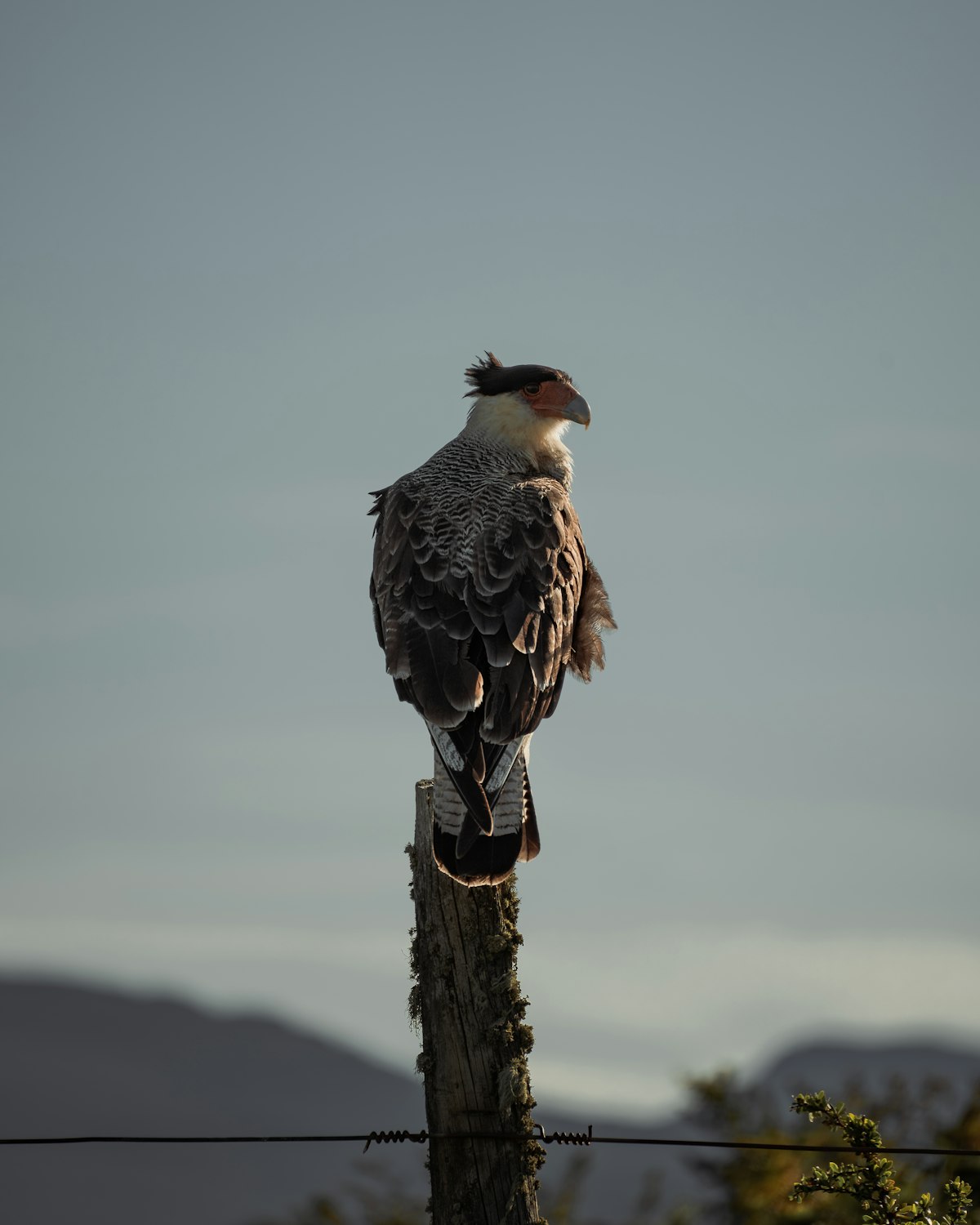 Bird on a wooden post
