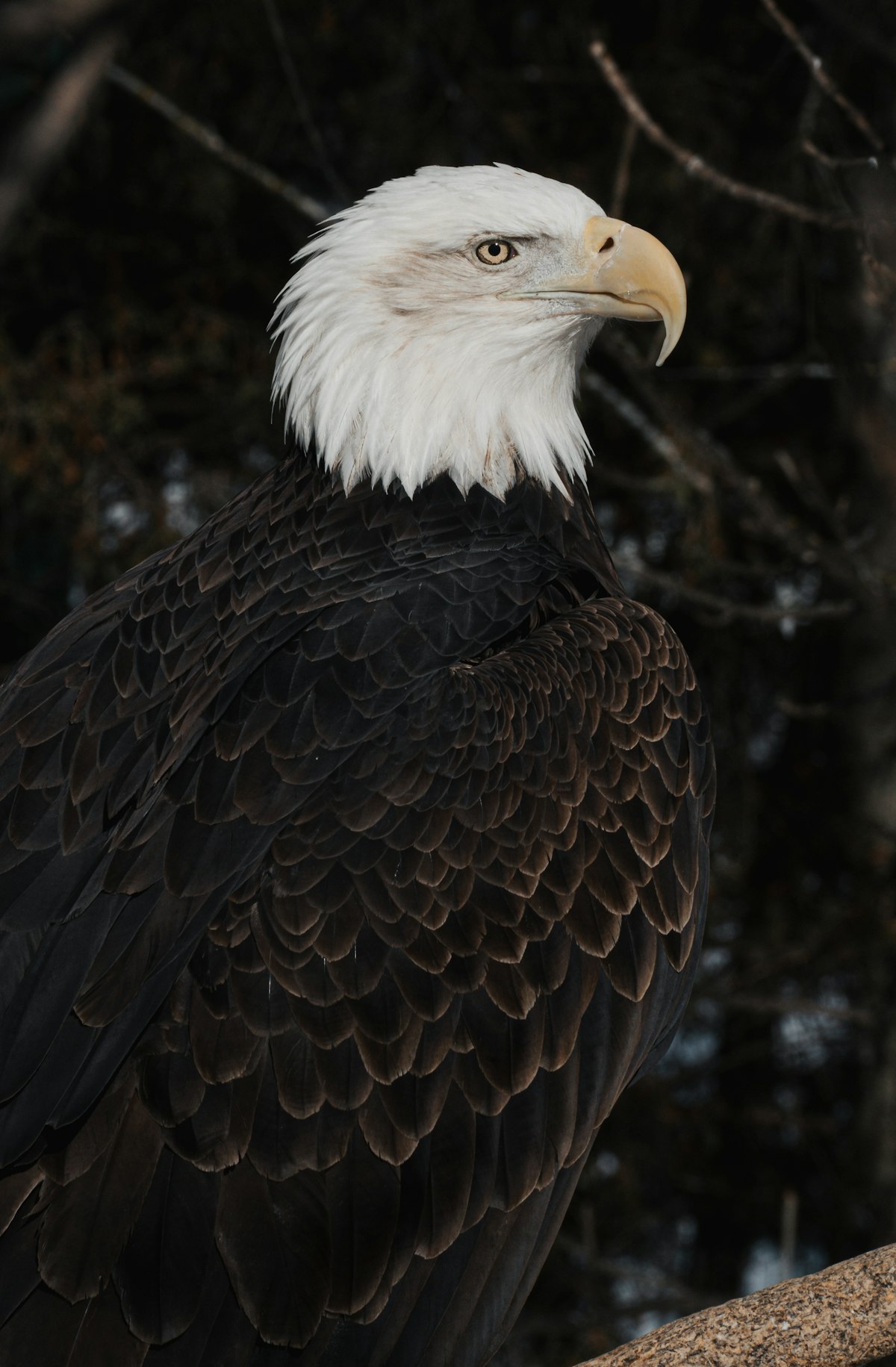 Bald eagle perched on a branch